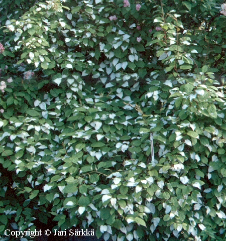 Actinidia kolomikta